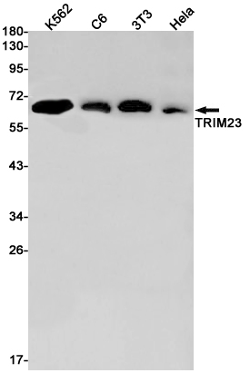 TRIM23