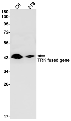 TFG