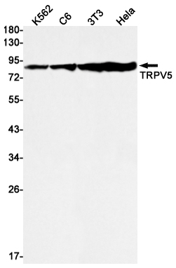 TrpV5