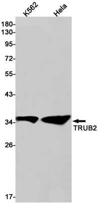TRUB2