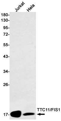 Mitochondrial Fission 1 Protein