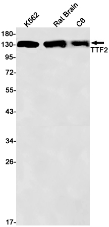 Transcription Termination Factor 2