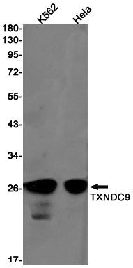 TXNDC9