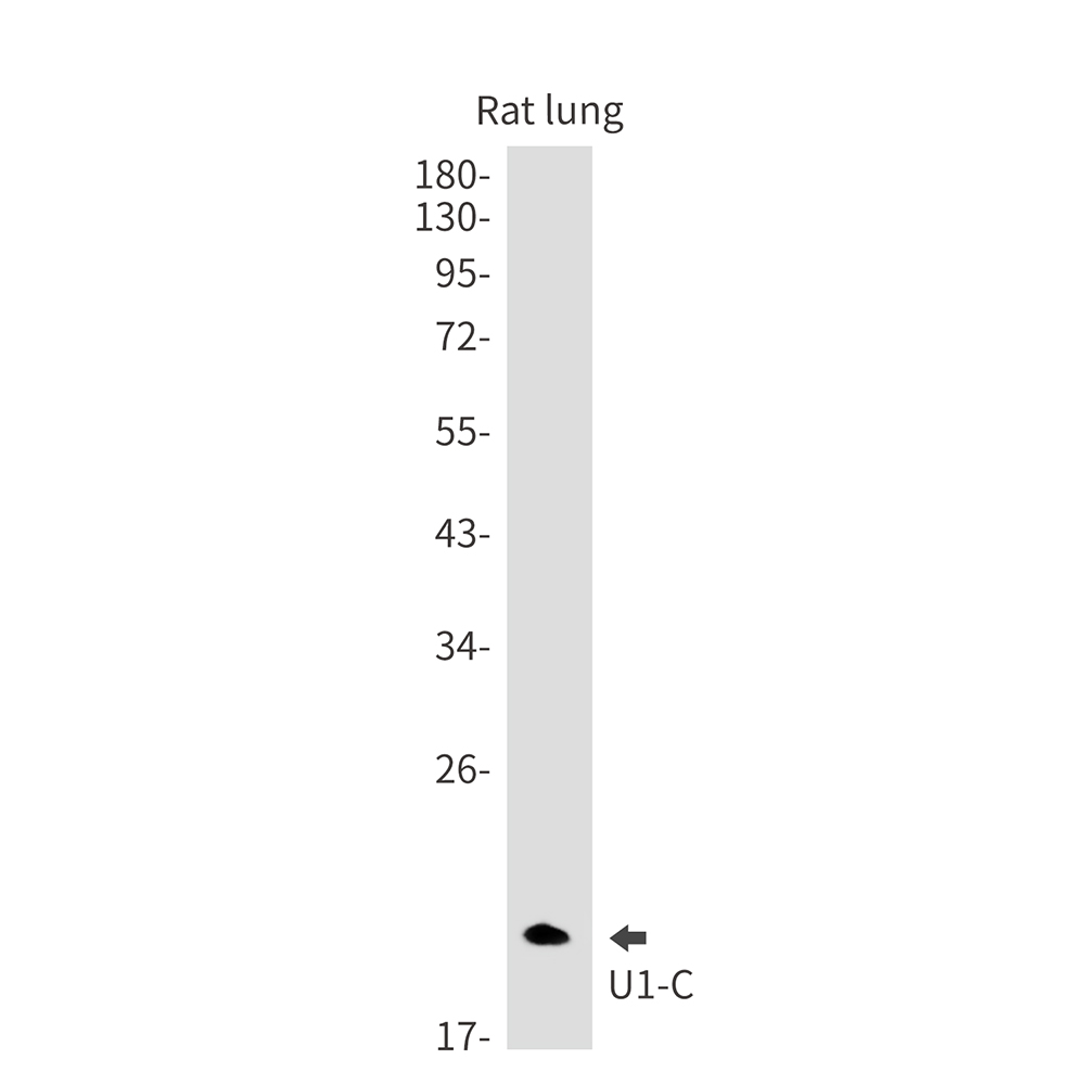 U1C