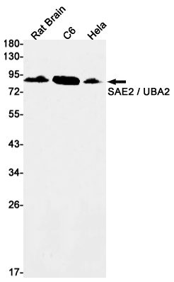 UBA2
