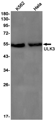 ULK3