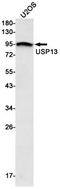 USP13