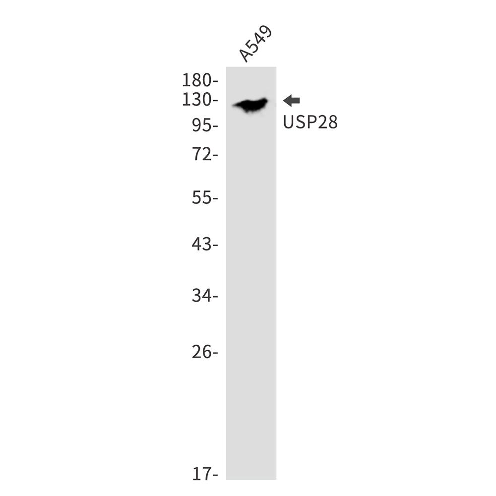 USP28