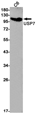 USP7