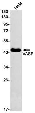 VASP