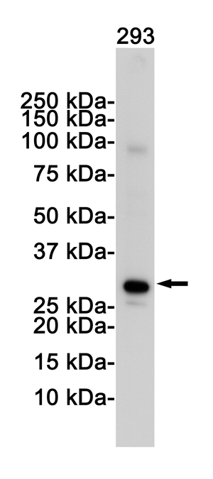 Rabbit Monoclonal Antibody to VDAC1