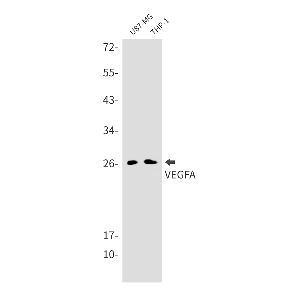 VEGFA