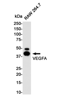 Rabbit Monoclonal Antibody to VEGFA