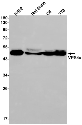 VPS4A