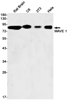 WAVE 1
