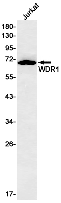 WDR1