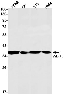 WDR5