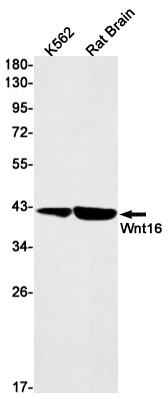 Rabbit Monoclonal Antibody to Wnt16