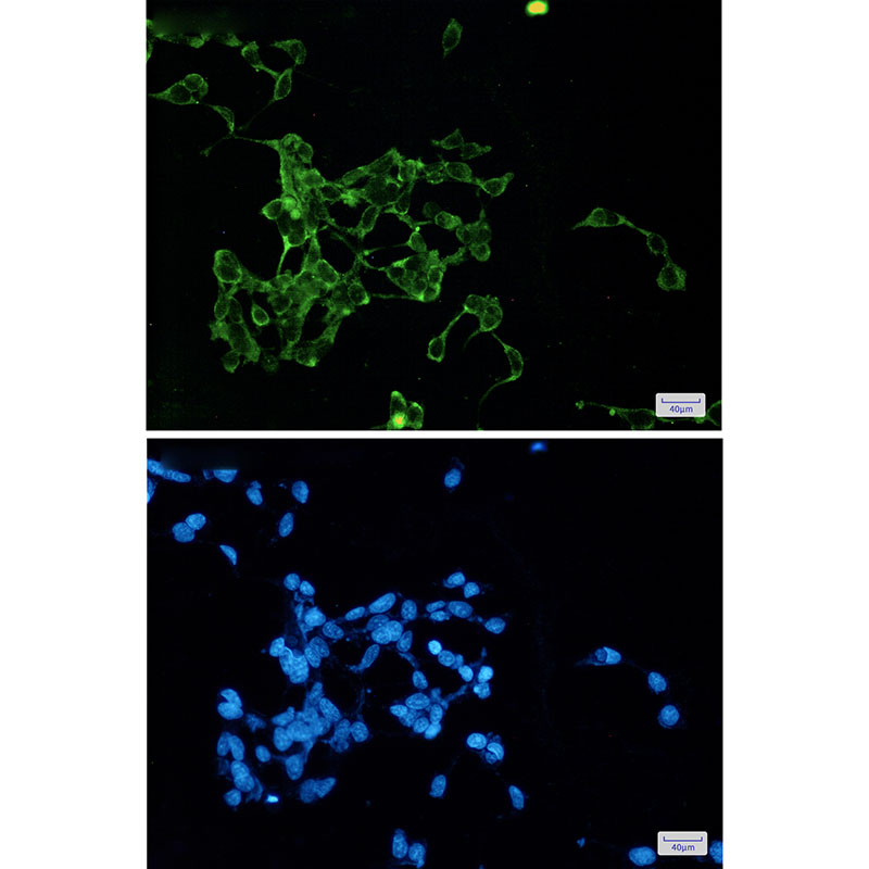 Rabbit Monoclonal Antibody to Wnt2b