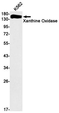 Xanthine Oxidase