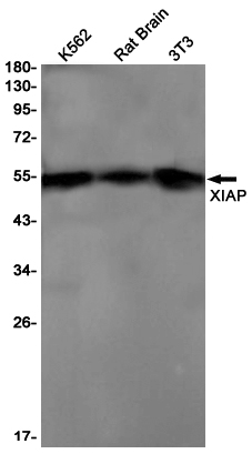 XIAP