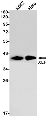 XLF