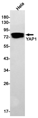 YAP1