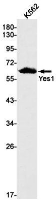 Yes1