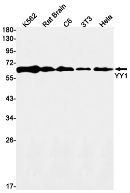 YY1