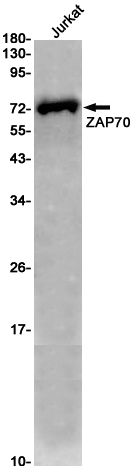 ZAP70