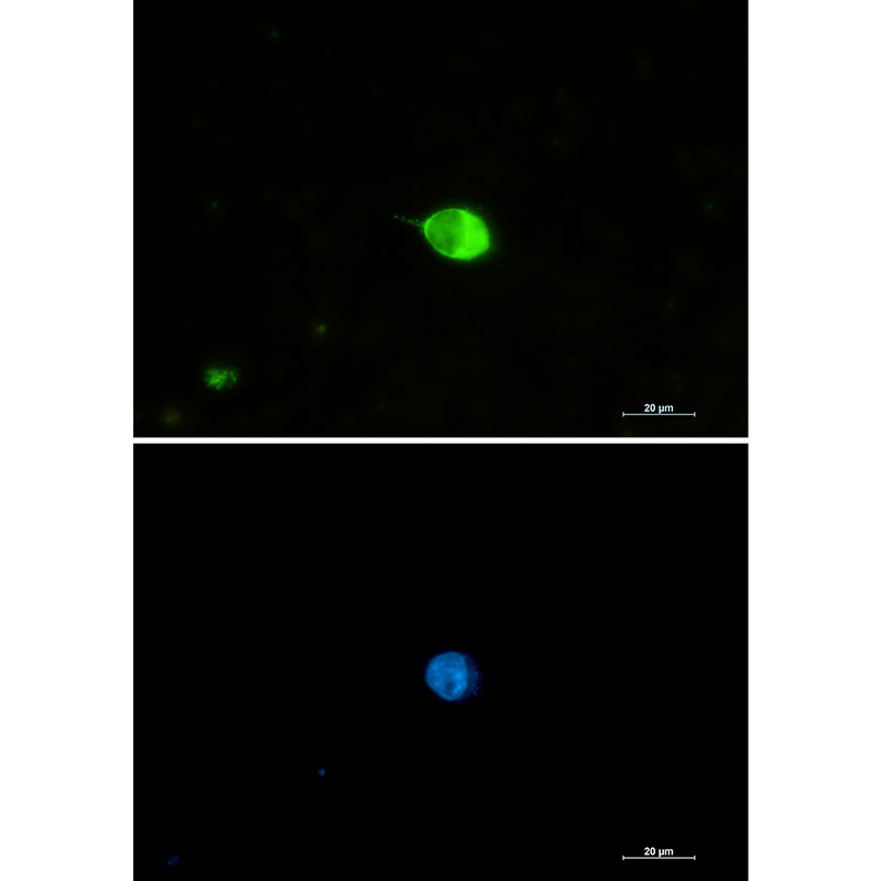 Rabbit Monoclonal Antibody to IRF7