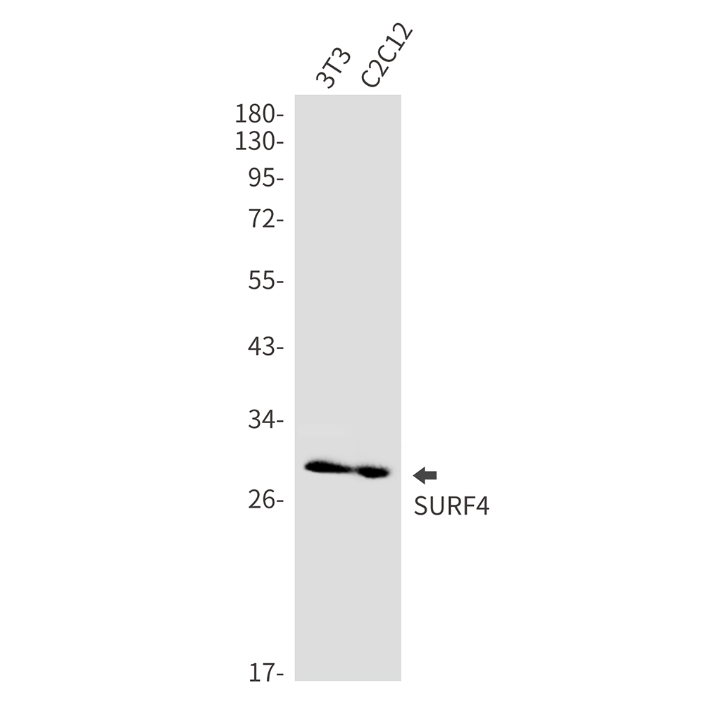 Surfeit Locus Protein 4