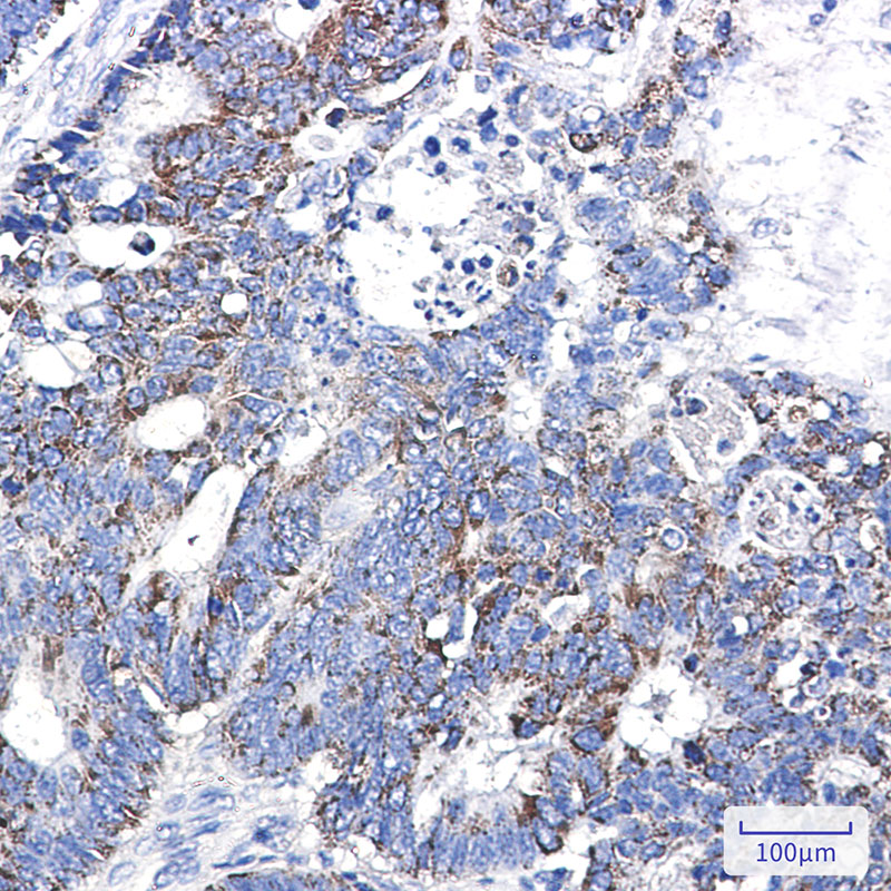 Rabbit Monoclonal Antibody to CD147