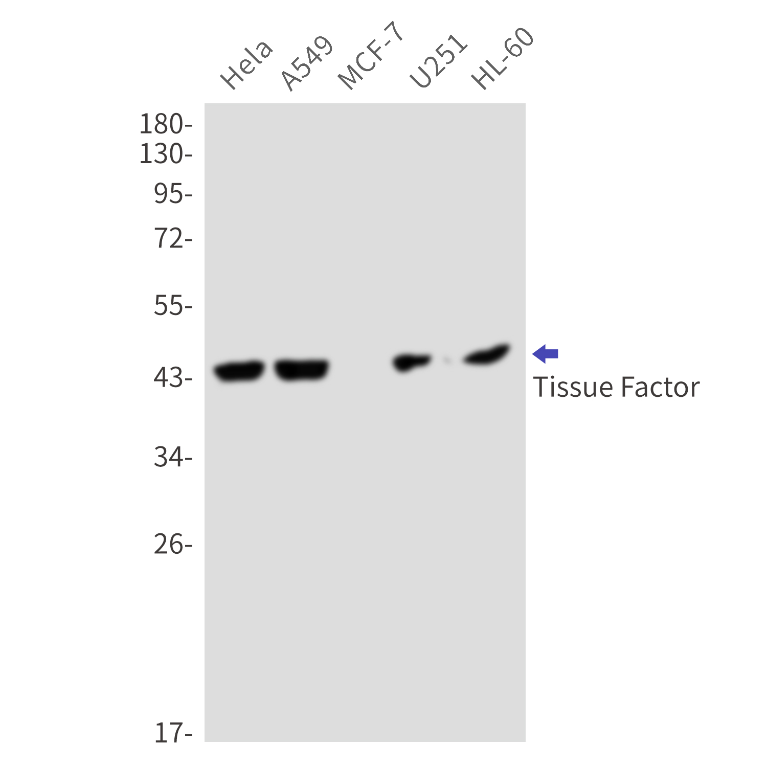 Rabbit Monoclonal Antibody to Tissue Factor