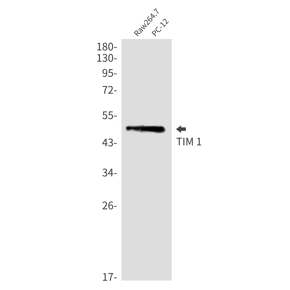 Hepatitis A Virus Cellular Receptor 1