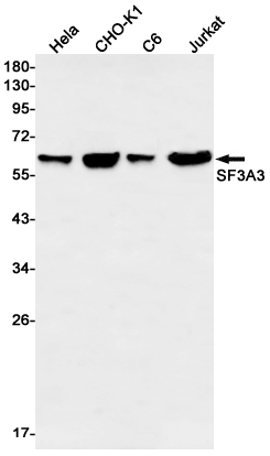 Rabbit Monoclonal Antibody to SF3A3