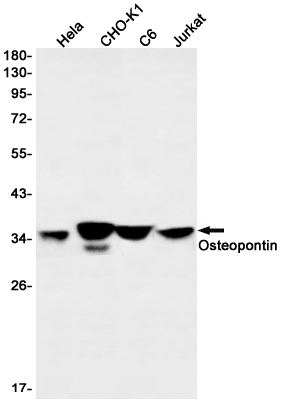 Osteopontin