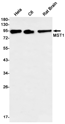 Rabbit Monoclonal Antibody to MST1