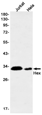 Hex