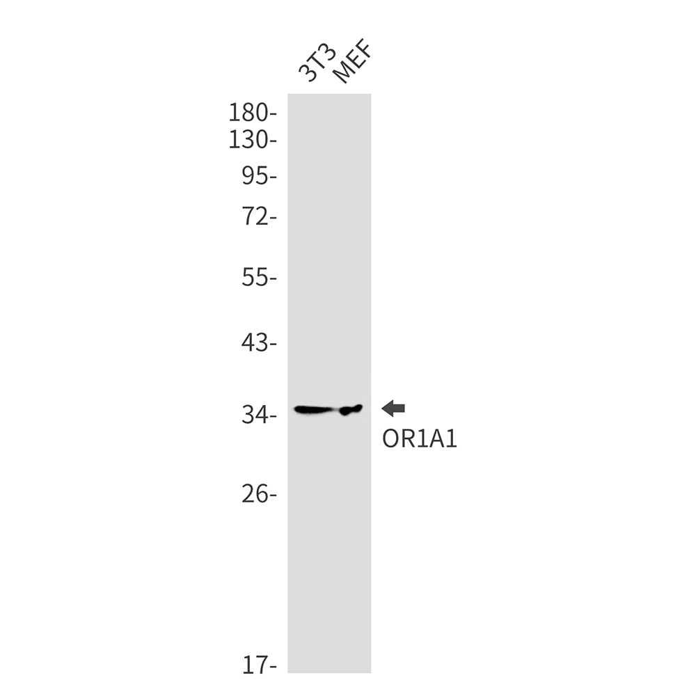 OR1A1
