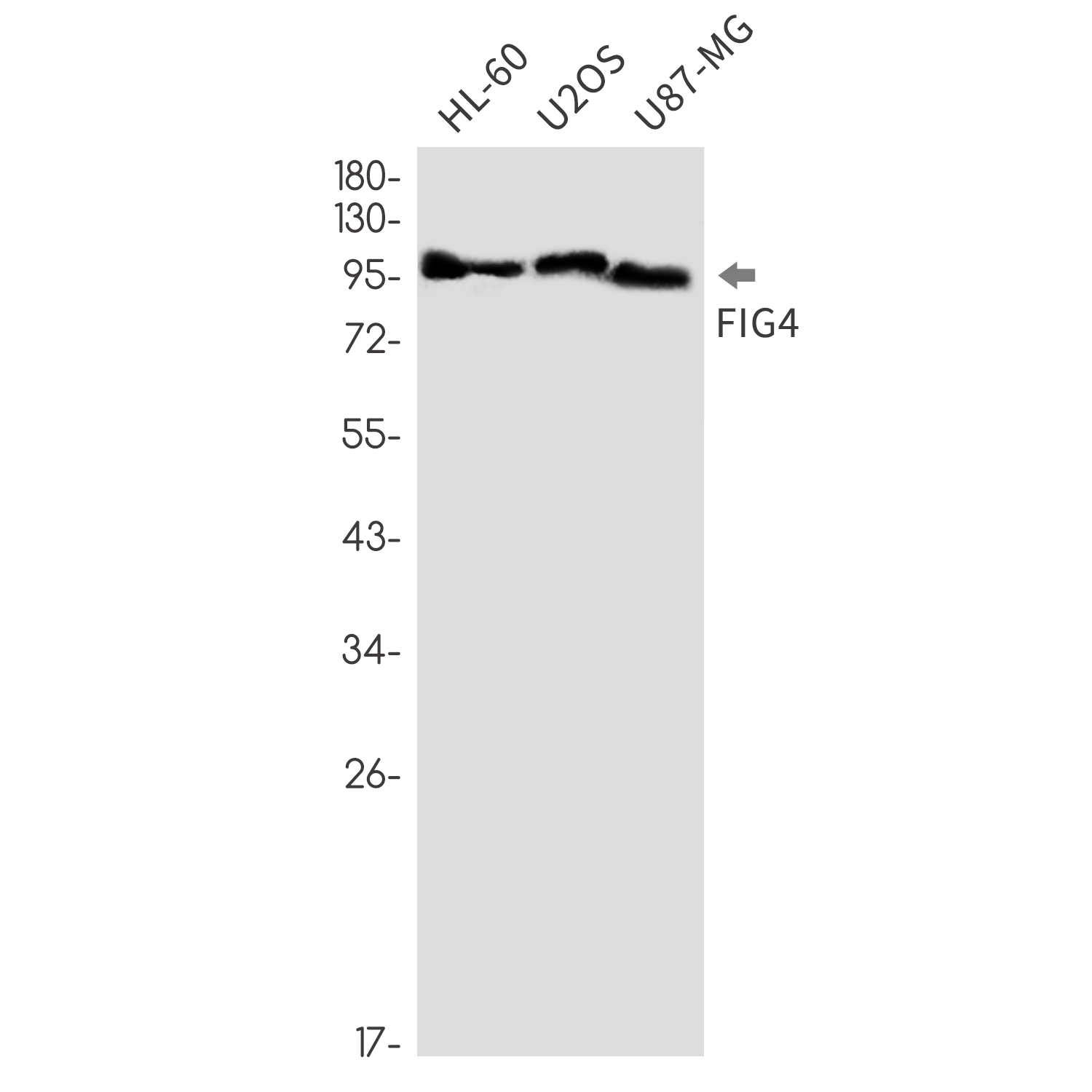 FIG4