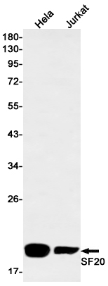 SF20