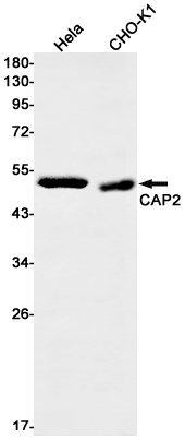 CAP2