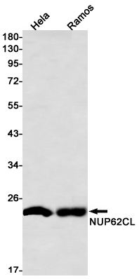 NUP62CL