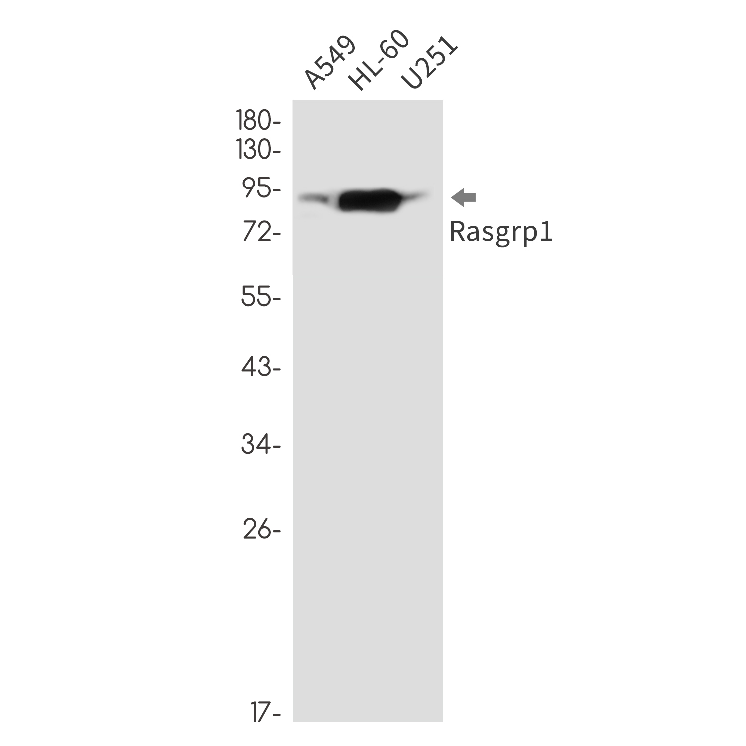 RASGRP1
