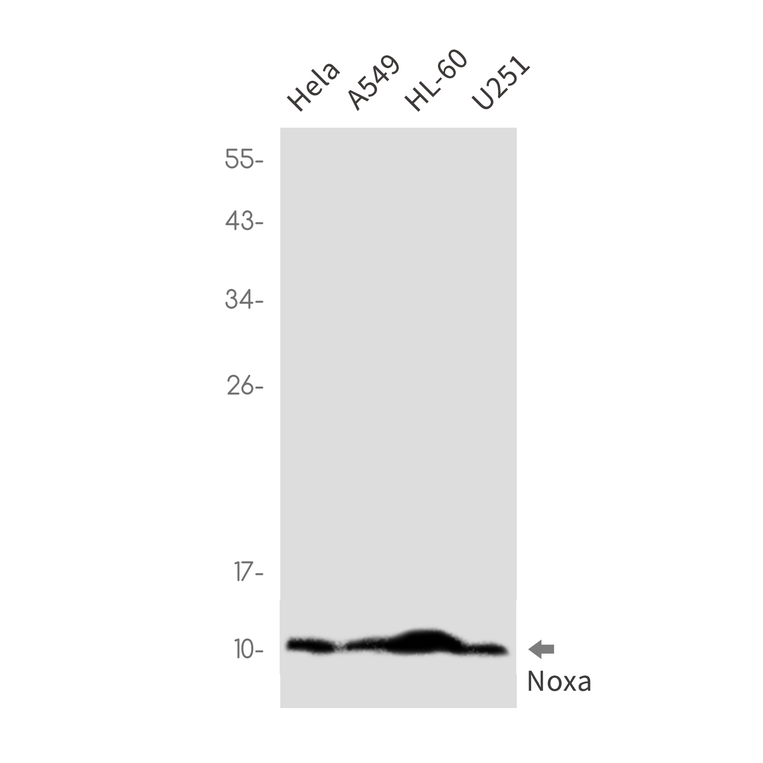 NOXA