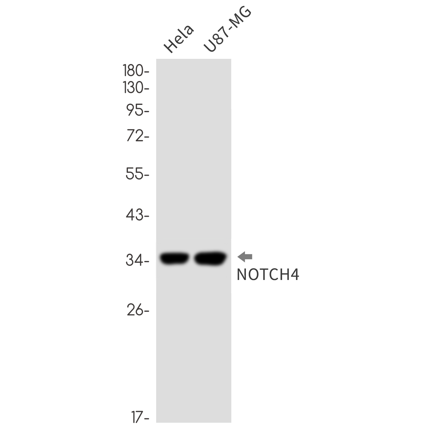 Notch4