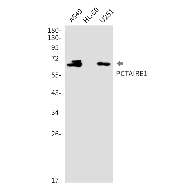 CDK16