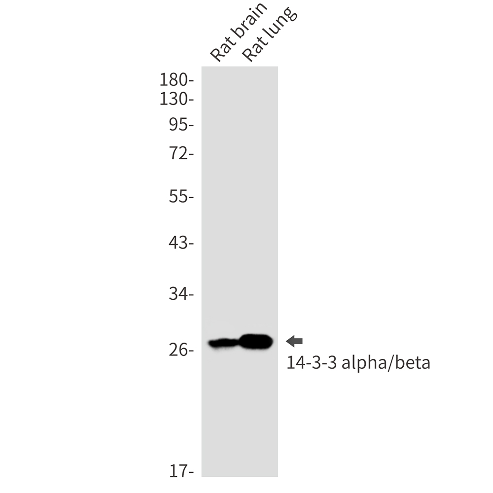 14-3-3 alpha/beta
