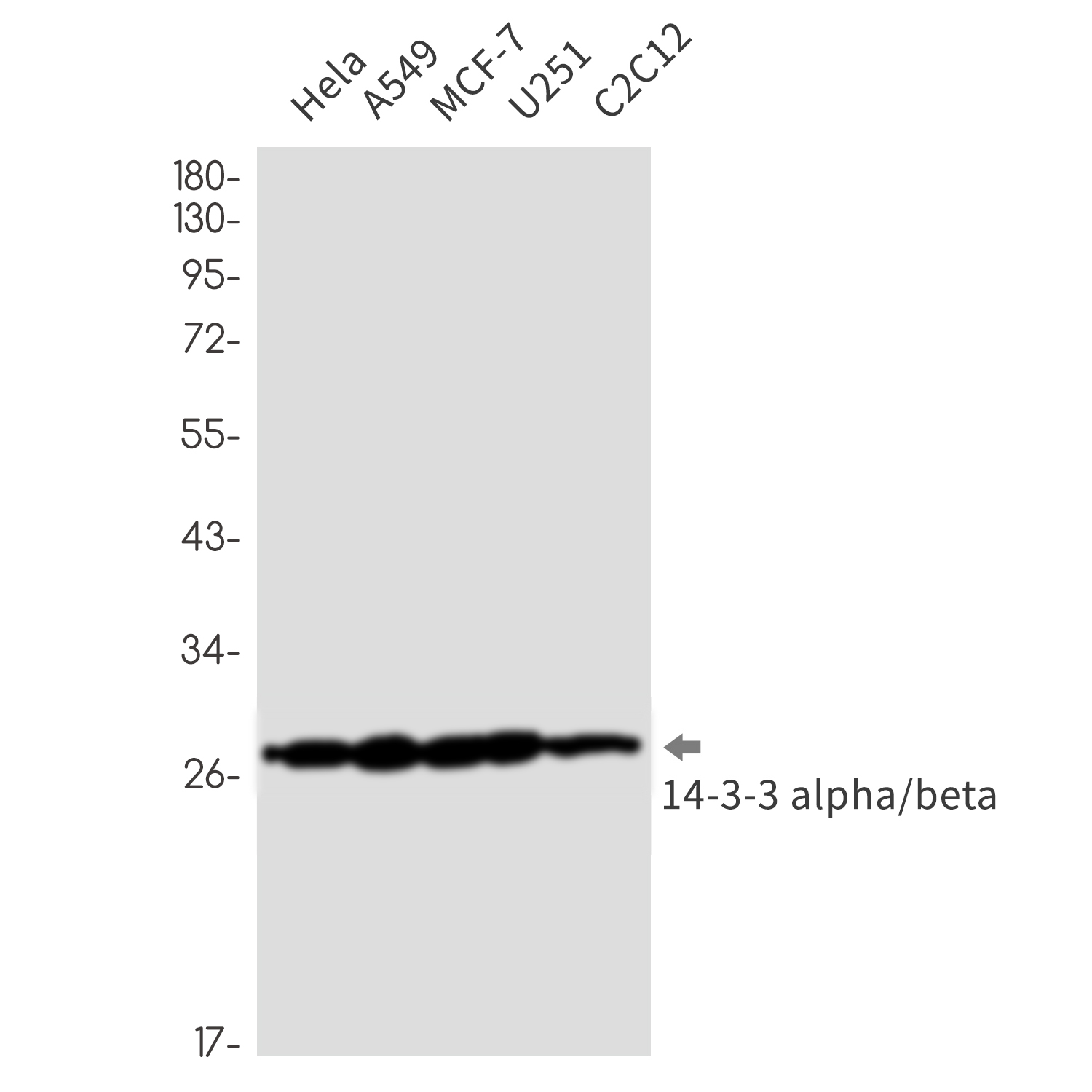 Rabbit Monoclonal Antibody to 14-3-3 alpha/beta